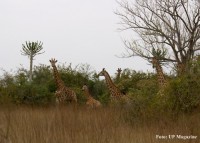 /album/angolal/girafas-up-magazine-jpg/